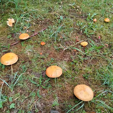 Dwor W Boleniu Farma Bolen