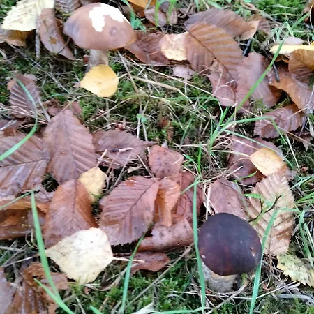 Farma Dwor W Boleniu Bolen