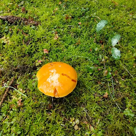 Dwor W Boleniu * Bolen