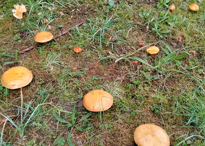 Dwór W Boleniu Gospodarstwo agroturystyczne Bolen