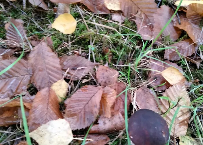 Farma Dwor W Boleniu Bolen