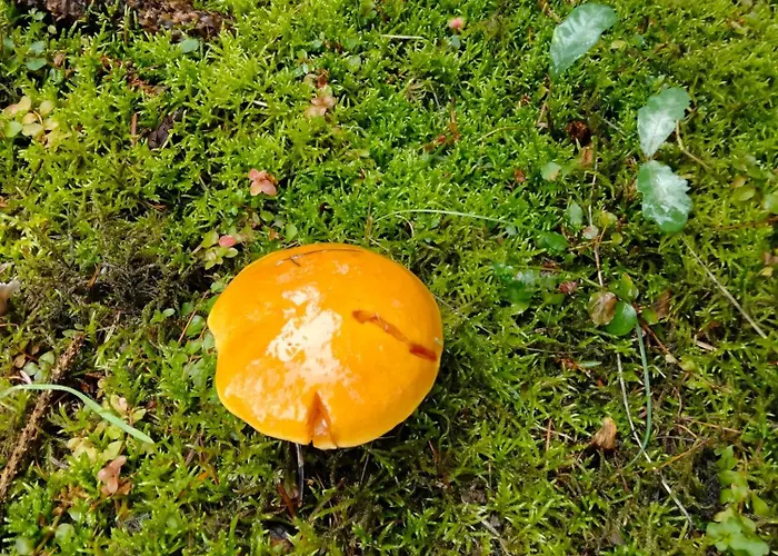 Dwor W Boleniu * Bolen