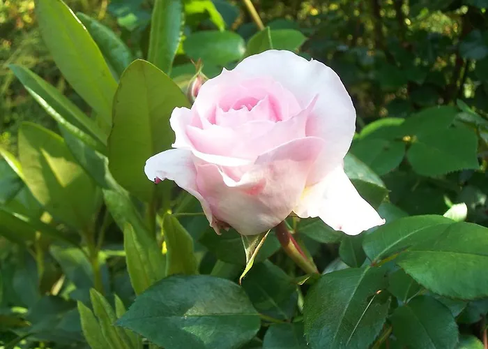 Dwor W Boleniu Bolen