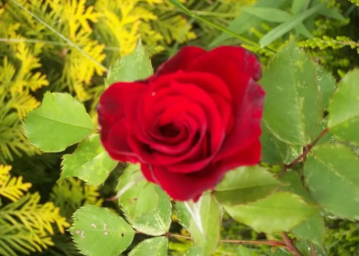 Dwór W Boleniu * Bolen